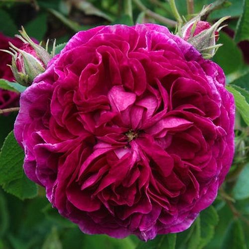 E-commerce, vendita, rose, in, vaso rose galliche - porpora - Rosa Charles de Mills - rosa dal profumo discreto - - - I fiori scarlatti a forma di ciotola crescono dai suoi germogli a forma di palla.